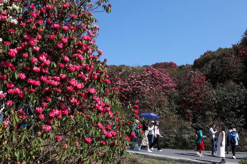 贵州毕节 杜鹃花开游客来