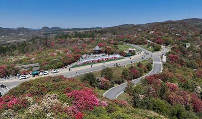 贵州毕节:杜鹃花开游客来
